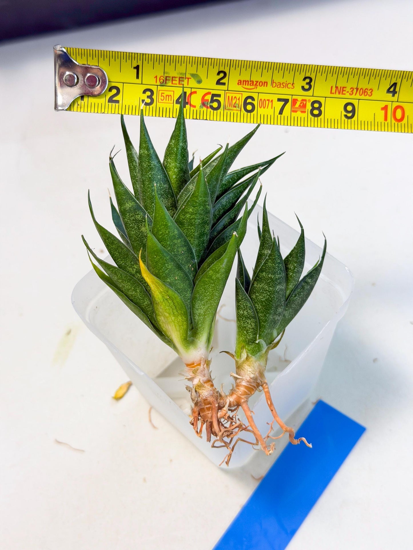 Sansevieria Ryujin (ca5) (b) | Dwarf hybrid