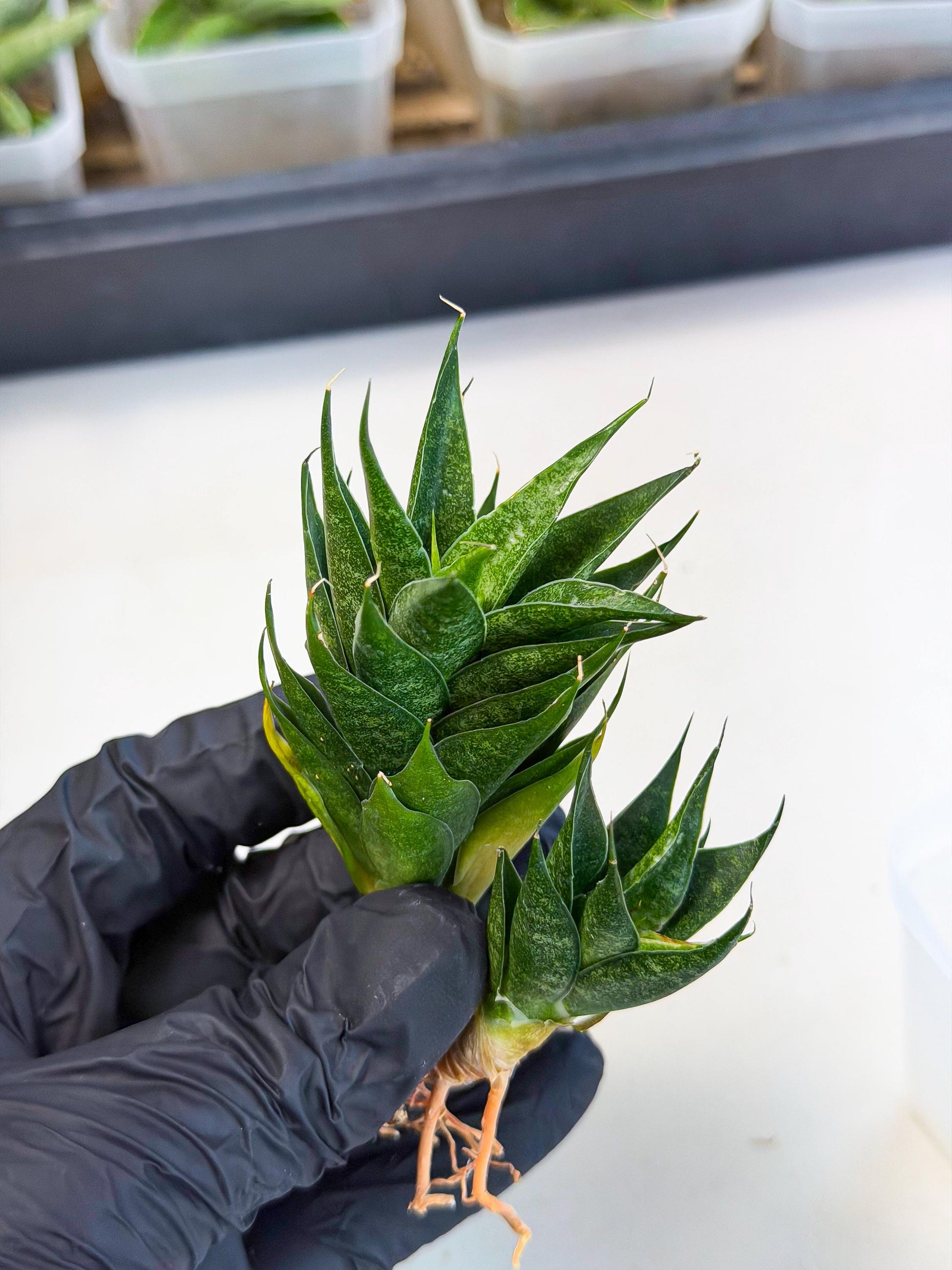 Sansevieria Ryujin (ca5) (b) | Dwarf hybrid