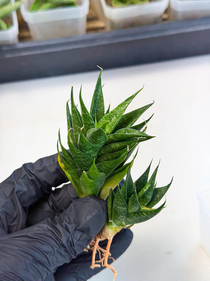 Sansevieria Ryujin (ca5) (b) | Dwarf hybrid