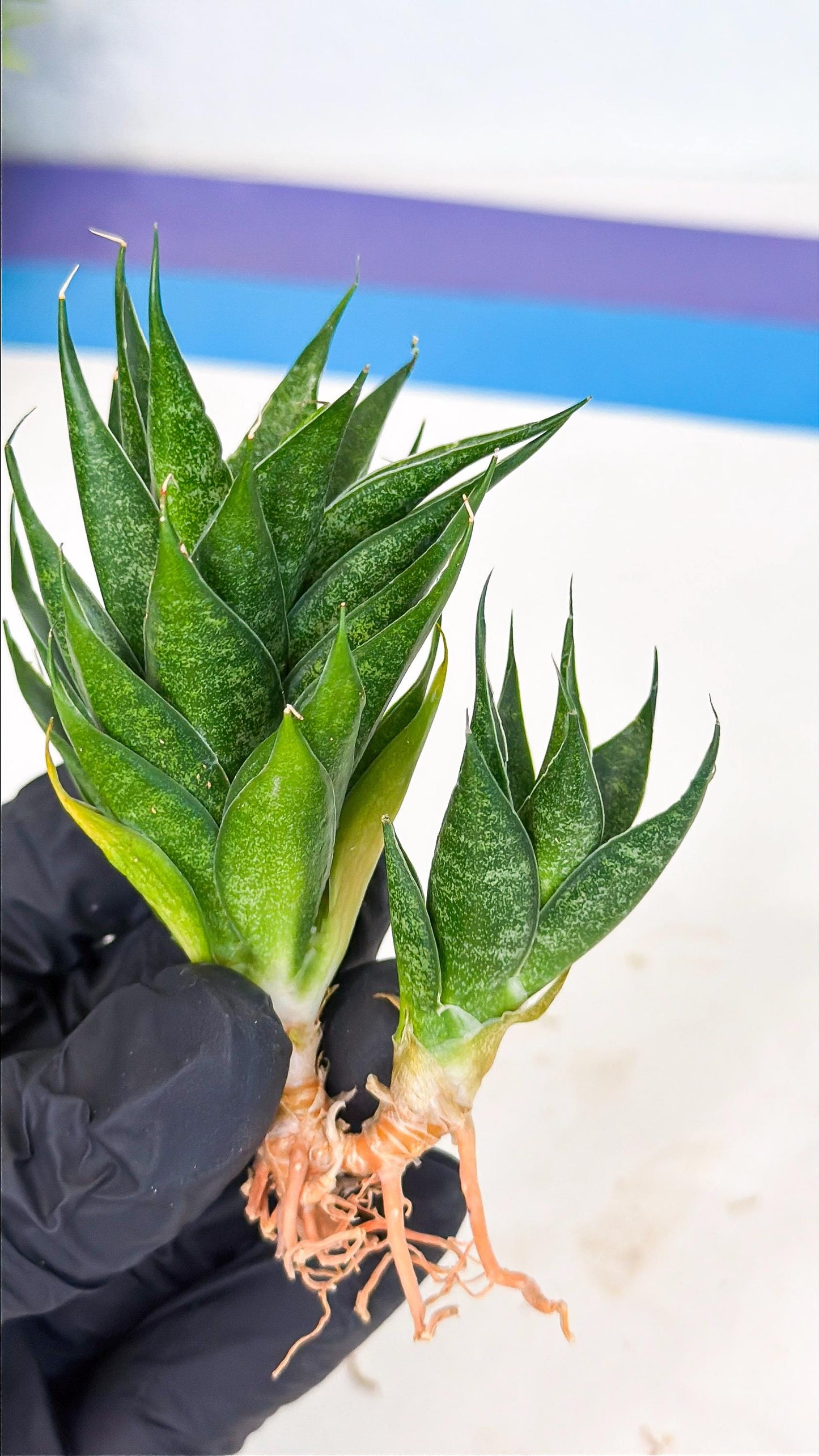 Sansevieria Ryujin (ca5) (b) | Dwarf hybrid