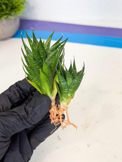 Sansevieria Ryujin (ca5) (b) | Dwarf hybrid