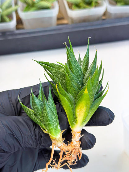 Sansevieria Ryujin (ca5) (b) | Dwarf hybrid