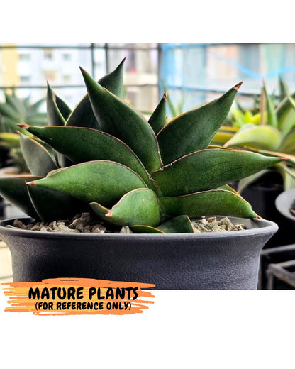 Sansevieria Ninja Turtle (ca5) (2) | Snake plant hybrid