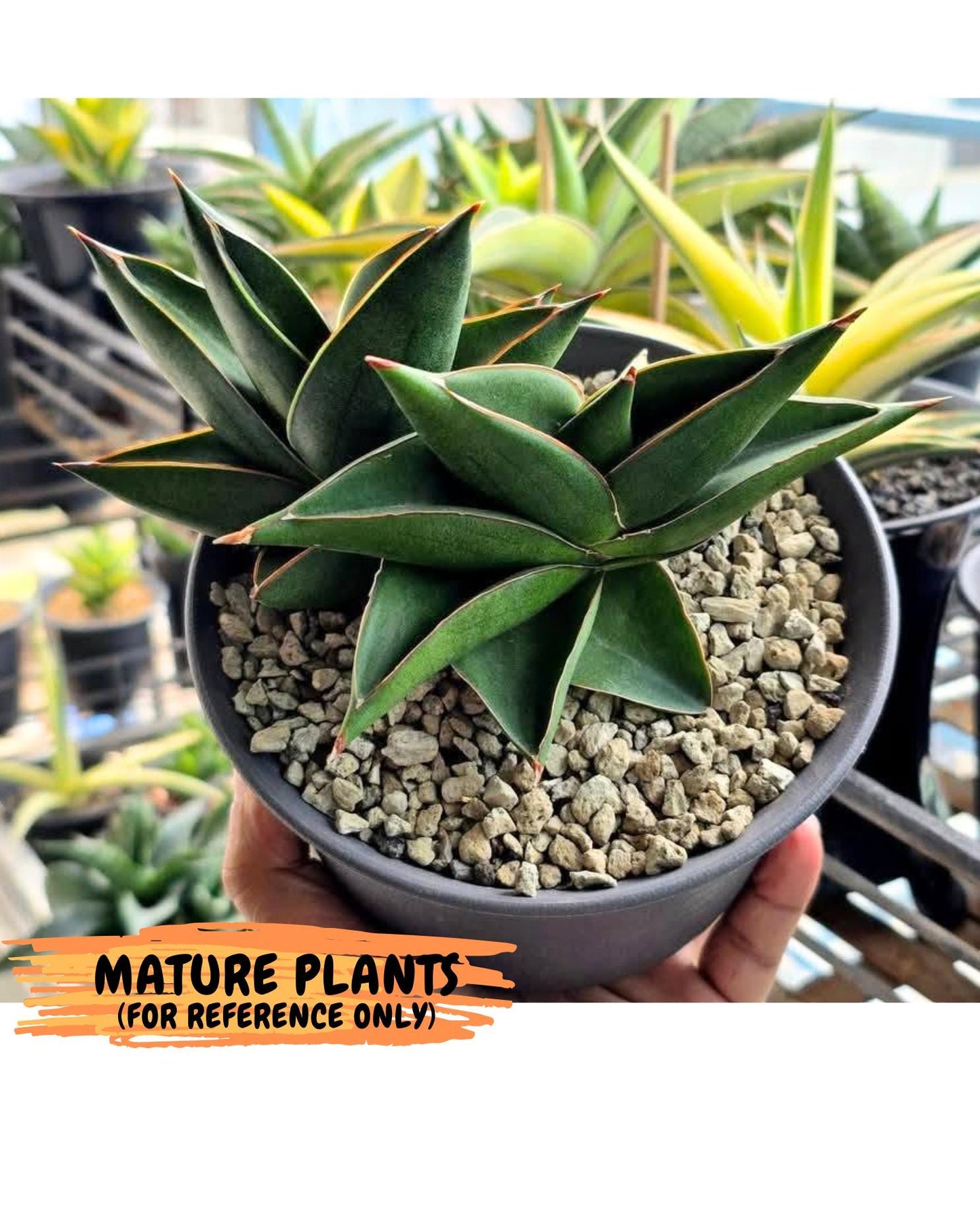 Sansevieria Ninja Turtle (ca5) (2) | Snake plant hybrid