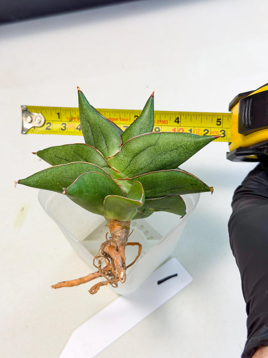 Sansevieria Ninja Turtle (ca5) (1) | Snake plant hybrid