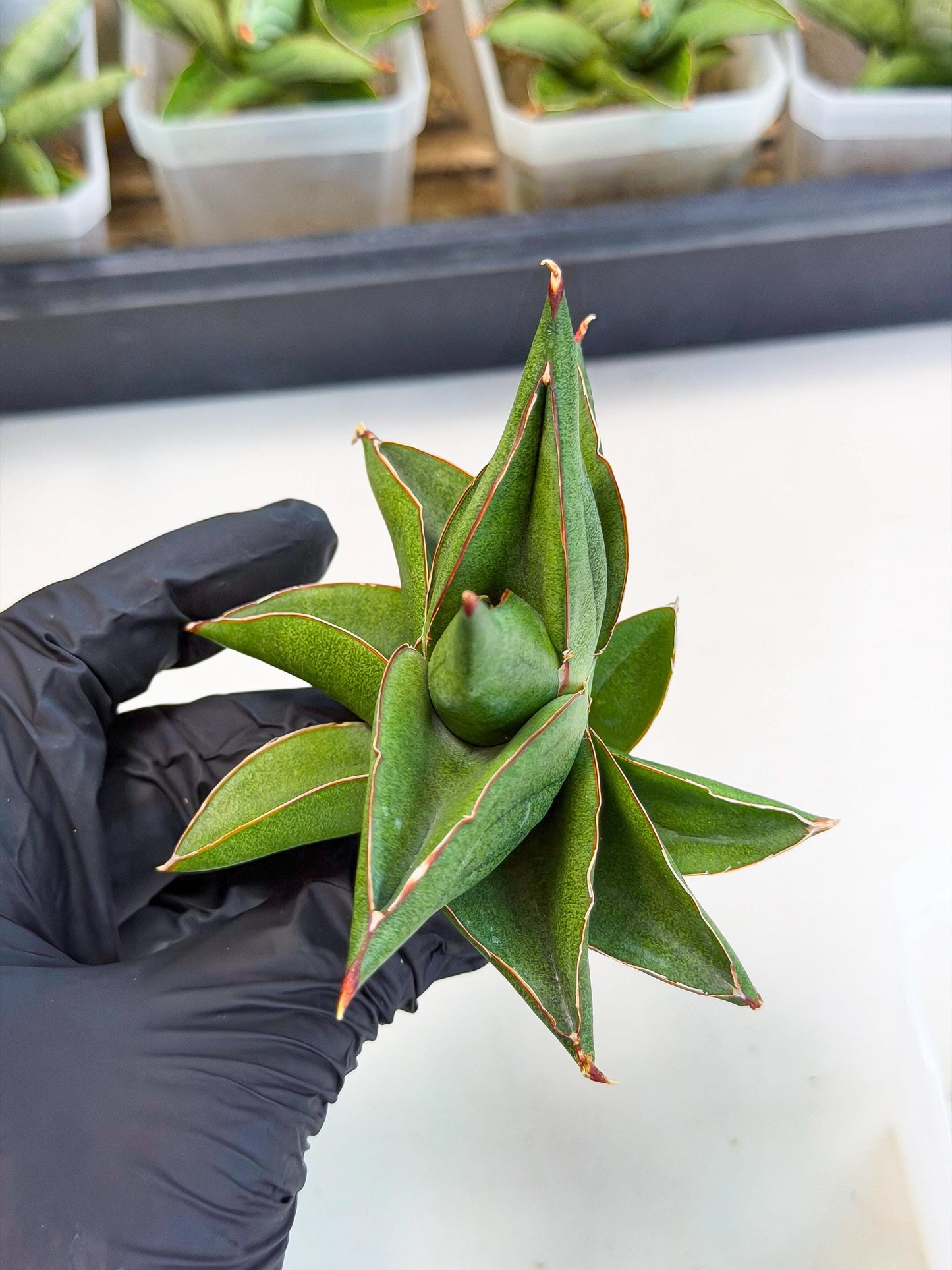 Sansevieria Ninja Turtle (ca5) (1) | Snake plant hybrid