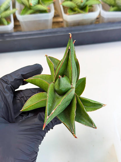 Sansevieria Ninja Turtle (ca5) (1) | Snake plant hybrid