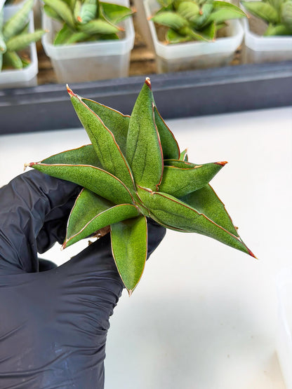 Sansevieria Ninja Turtle (ca5) (1) | Snake plant hybrid