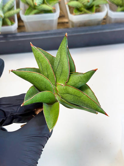Sansevieria Ninja Turtle (ca5) (1) | Snake plant hybrid