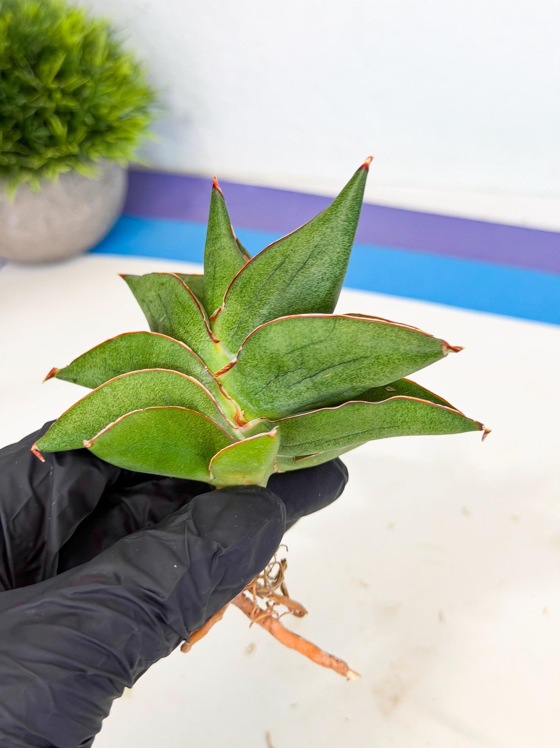 Sansevieria Ninja Turtle (ca5) (1) | Snake plant hybrid