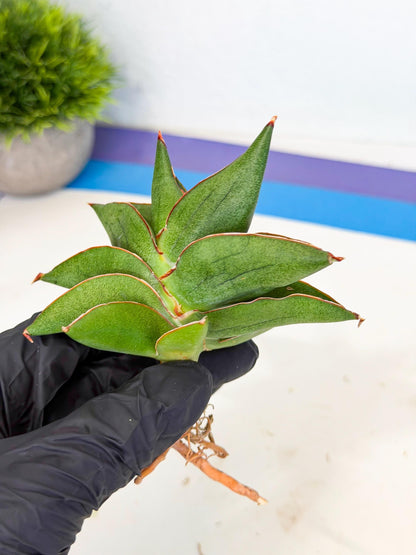 Sansevieria Ninja Turtle (ca5) (1) | Snake plant hybrid