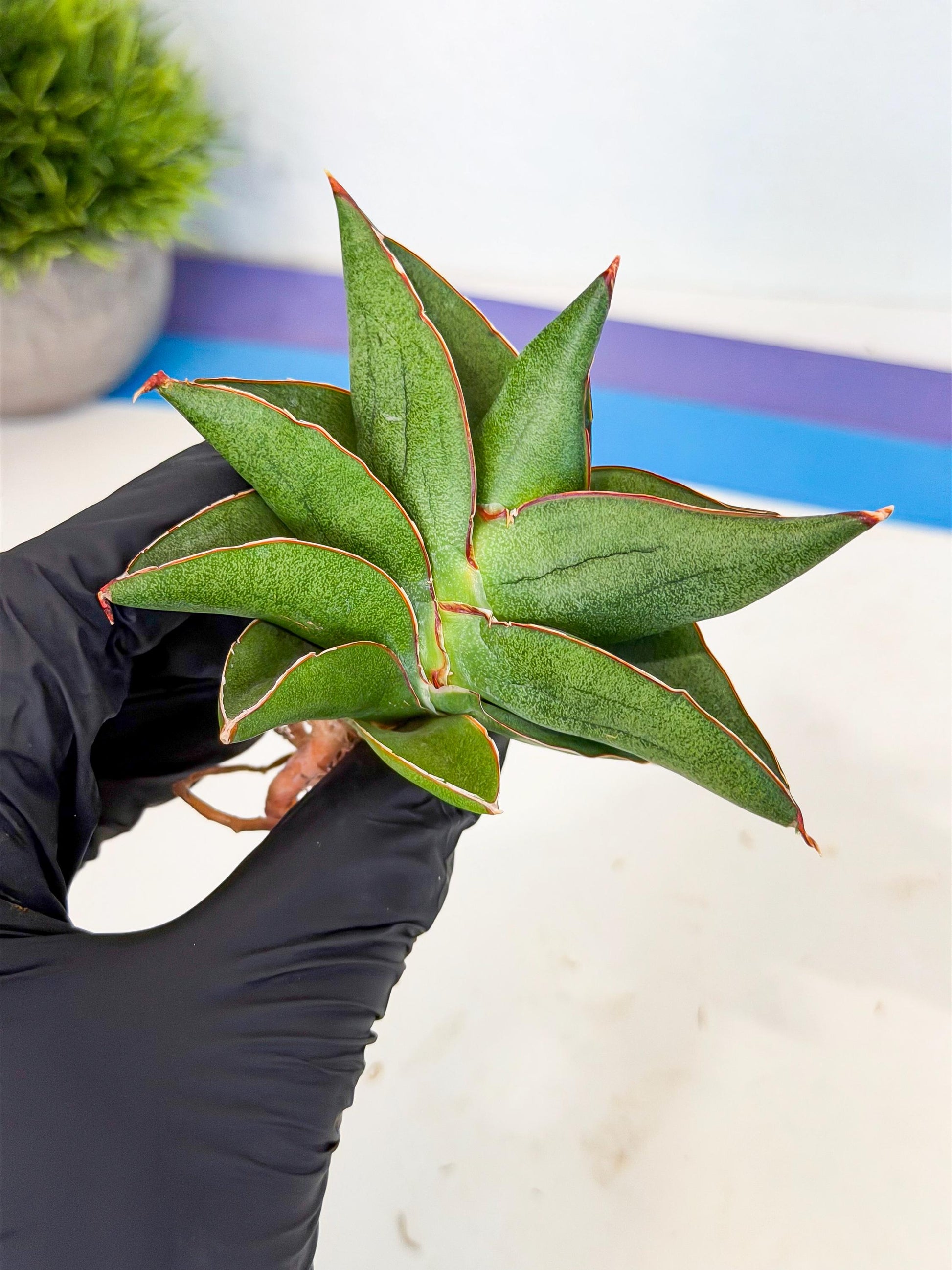 Sansevieria Ninja Turtle (ca5) (1) | Snake plant hybrid