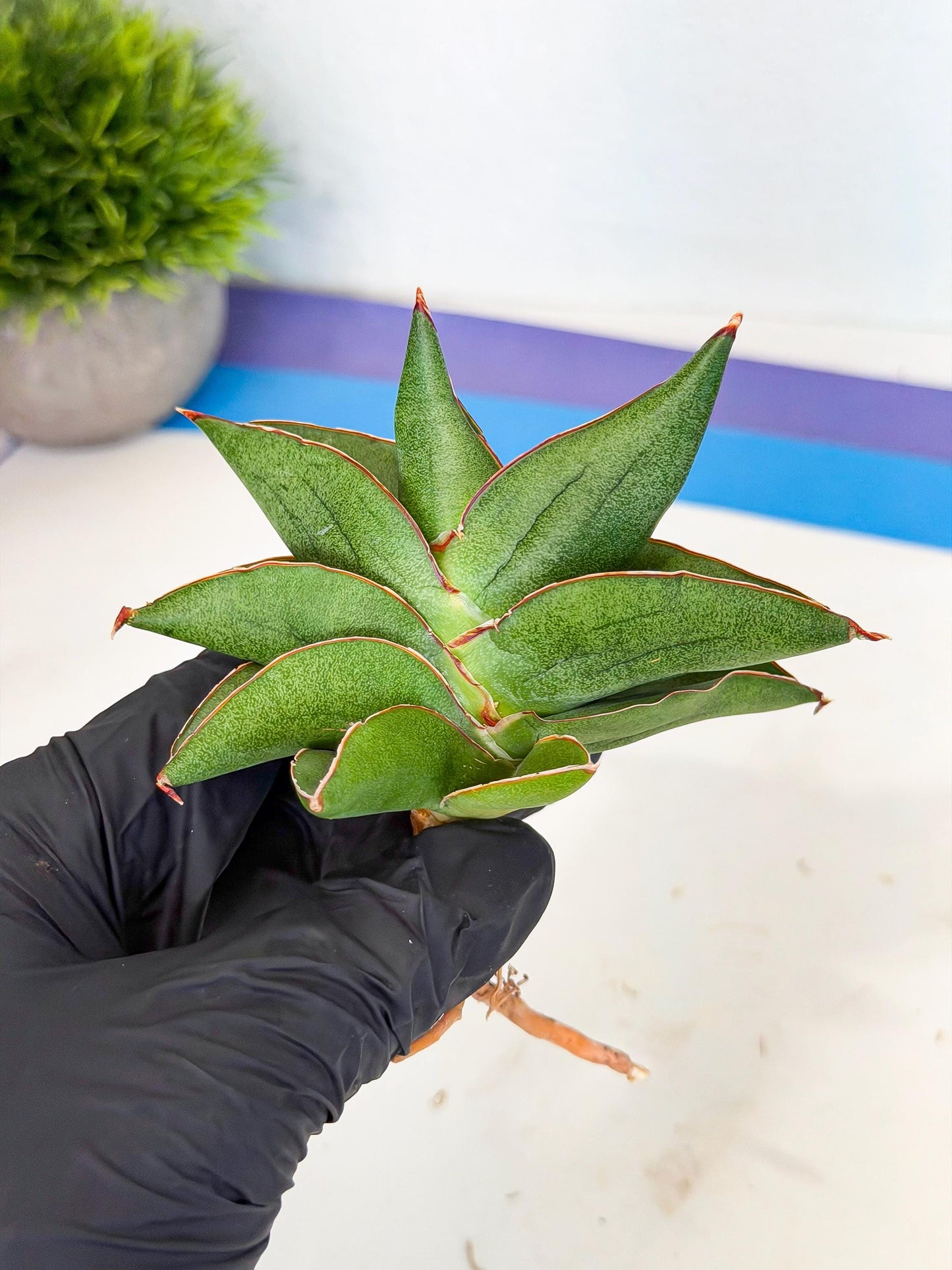 Sansevieria Ninja Turtle (ca5) (1) | Snake plant hybrid