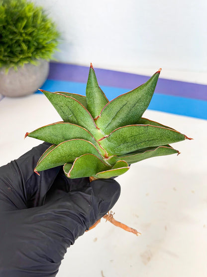 Sansevieria Ninja Turtle (ca5) (1) | Snake plant hybrid