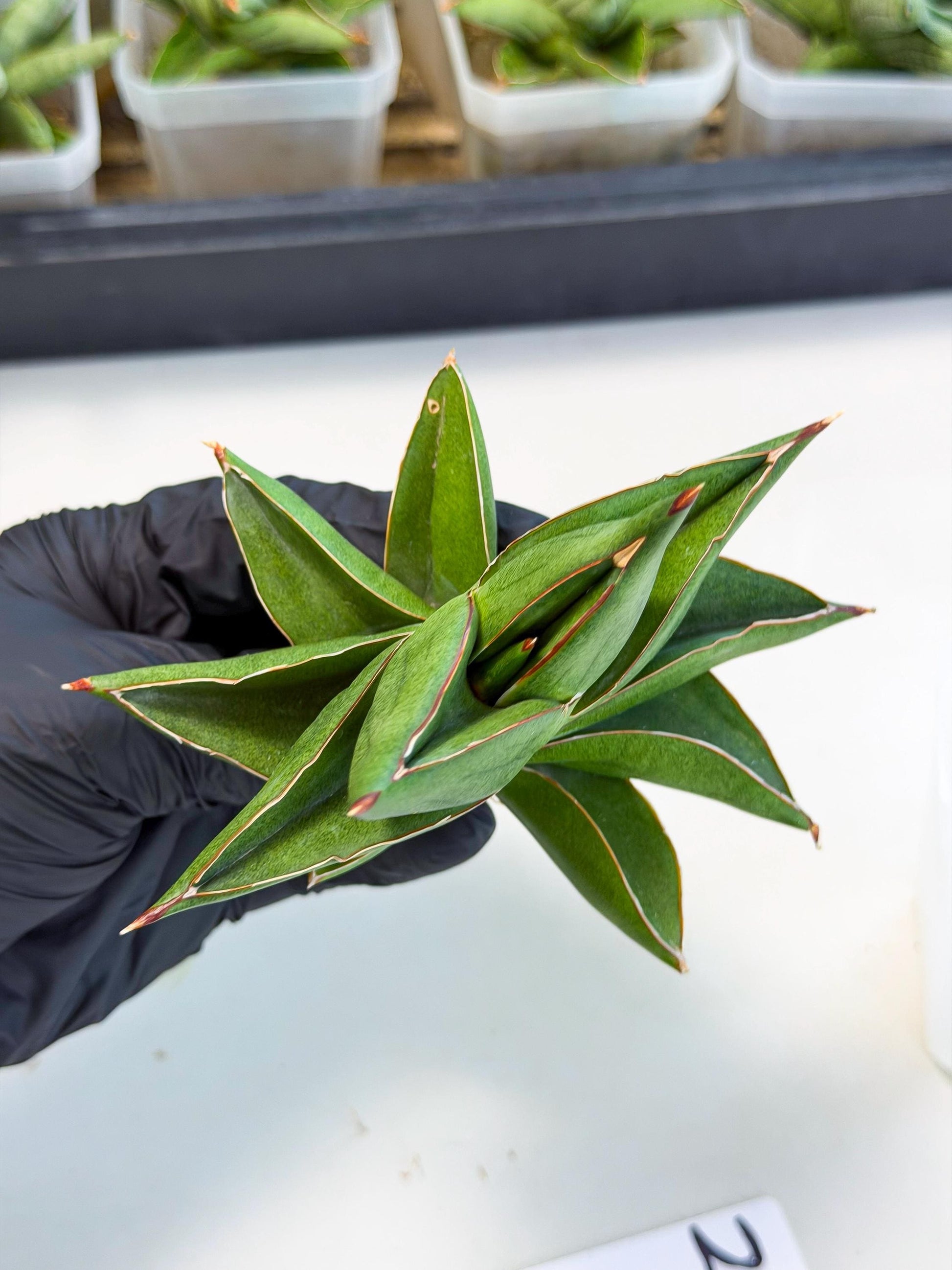 Sansevieria Ninja Turtle (ca5) (2) | Snake plant hybrid