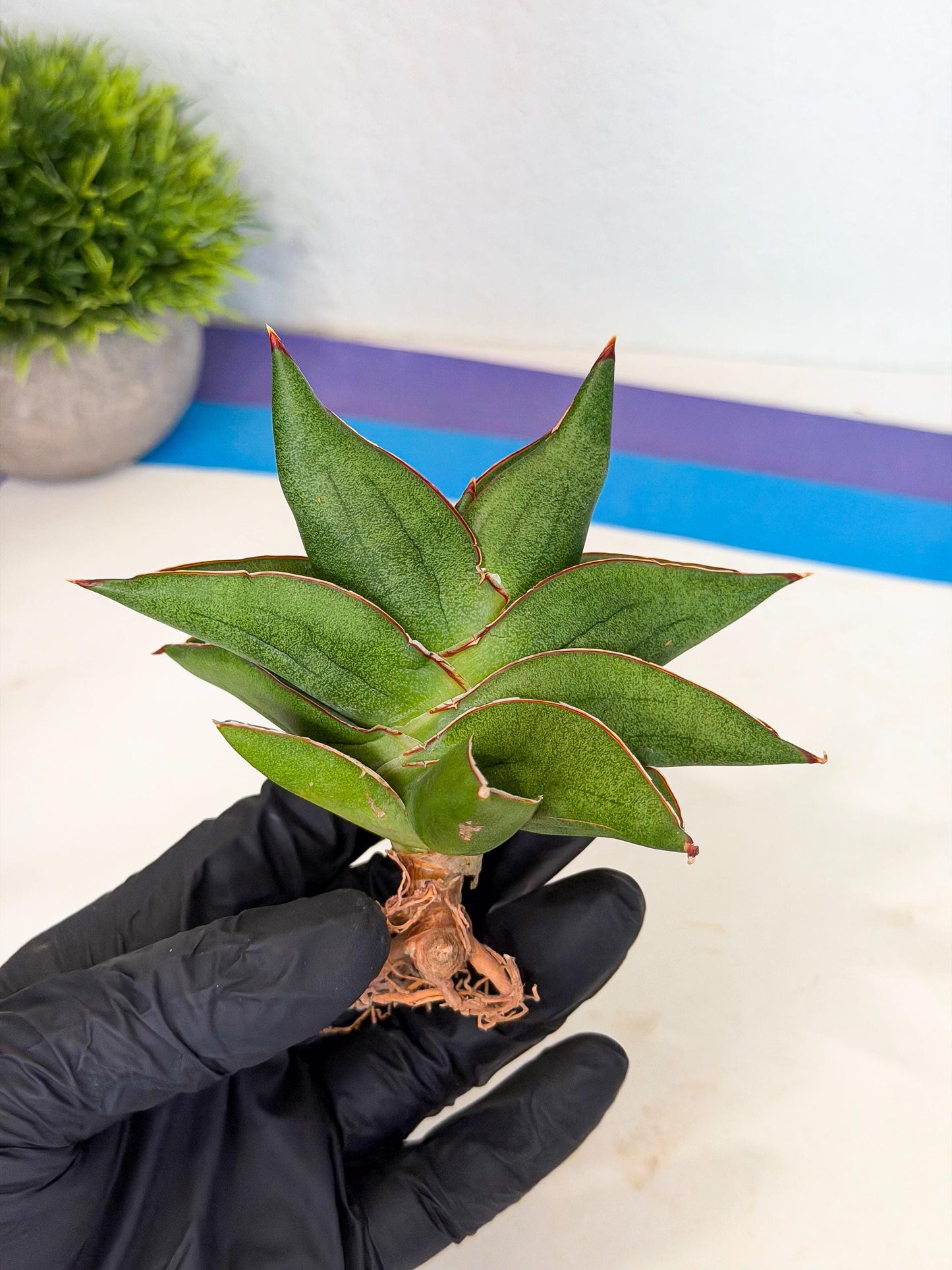 Sansevieria Ninja Turtle (ca5) (2) | Snake plant hybrid