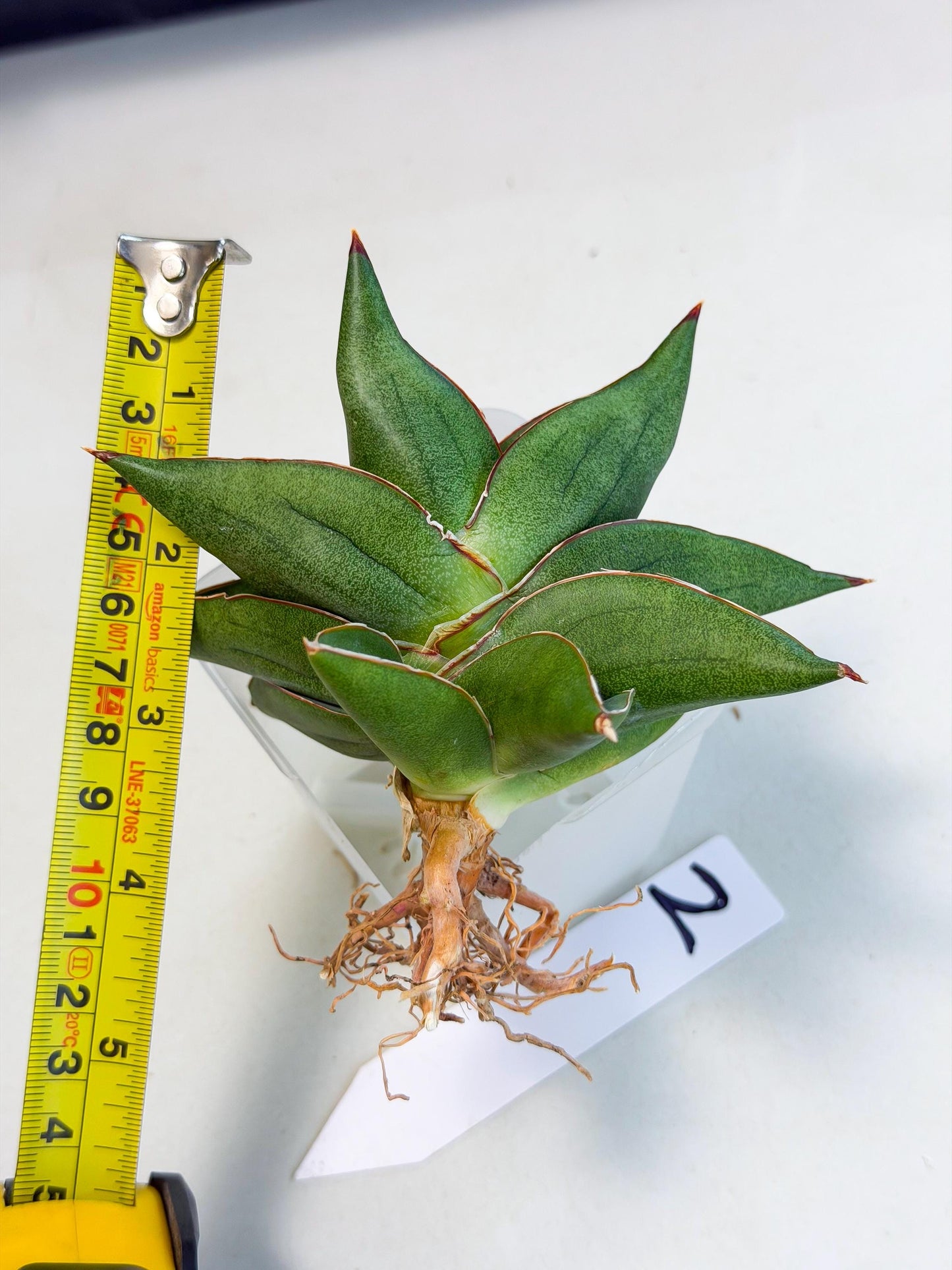 Sansevieria Ninja Turtle (ca5) (2) | Snake plant hybrid