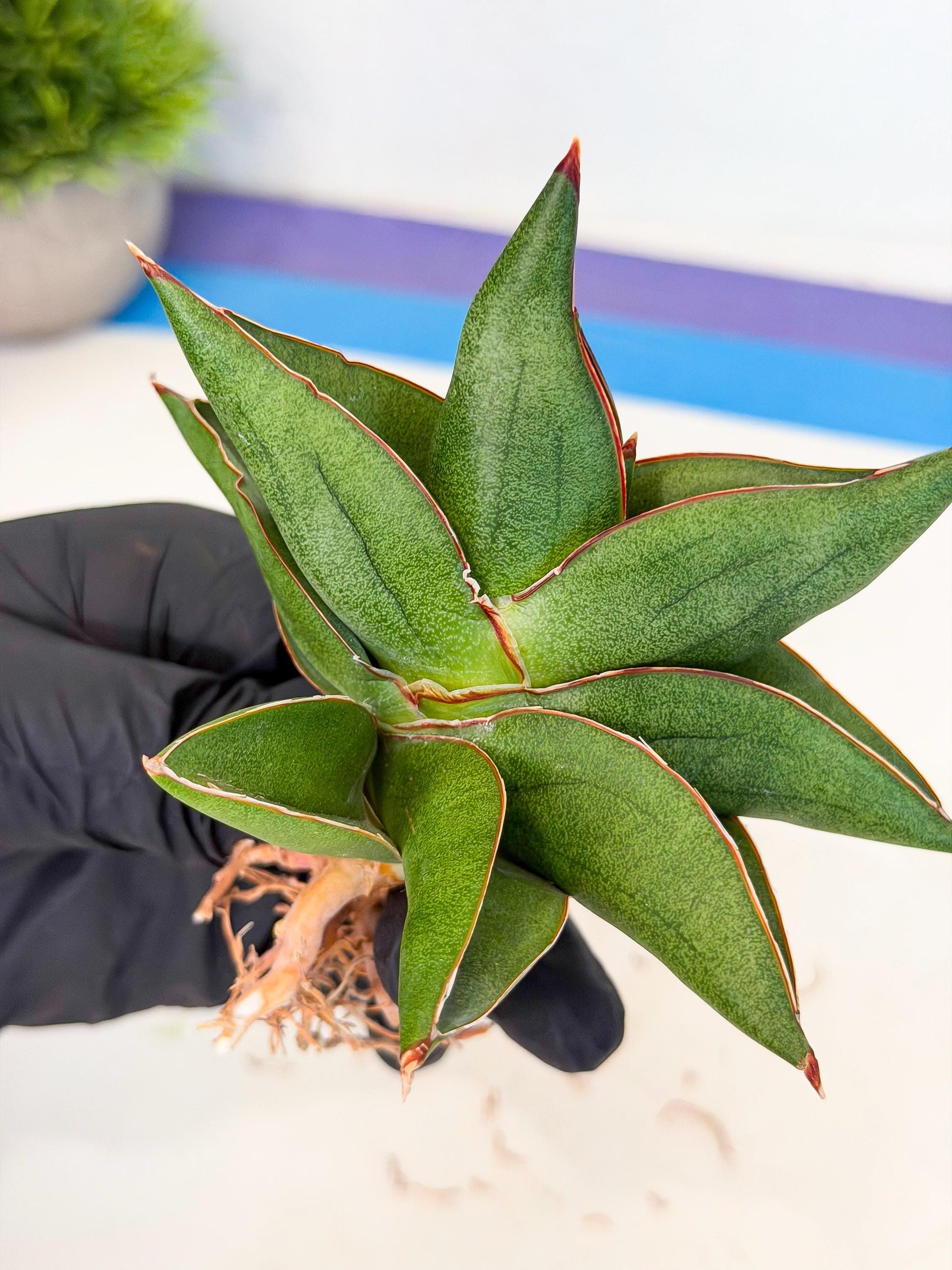 Sansevieria Ninja Turtle (ca5) (2) | Snake plant hybrid
