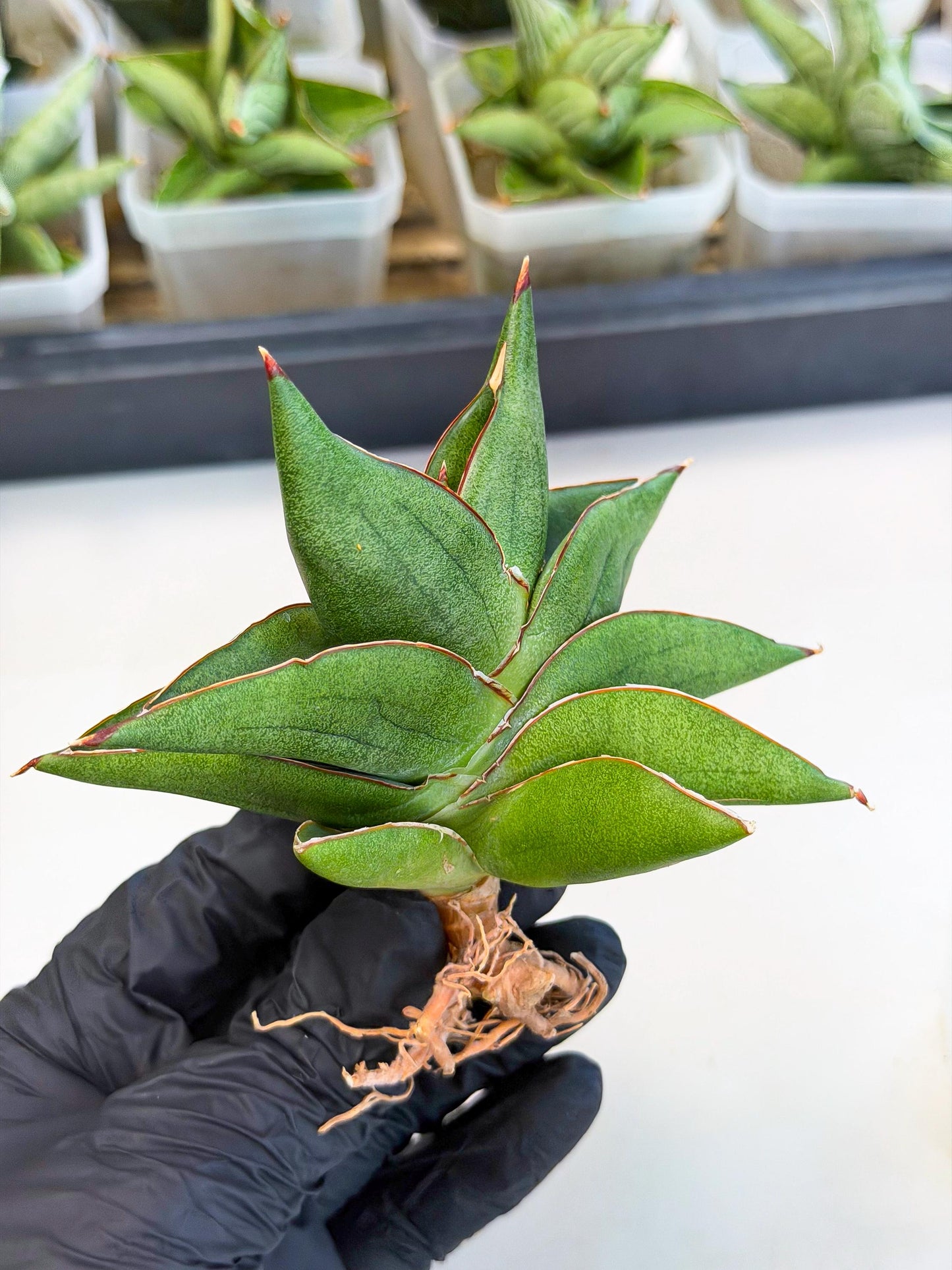 Sansevieria Ninja Turtle (ca5) (2) | Snake plant hybrid