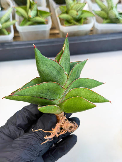 Sansevieria Ninja Turtle (ca5) (2) | Snake plant hybrid