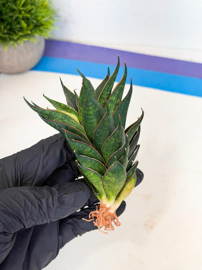 Sansevieria Black Ant (ca5) (3) | Dwarf Hybrid