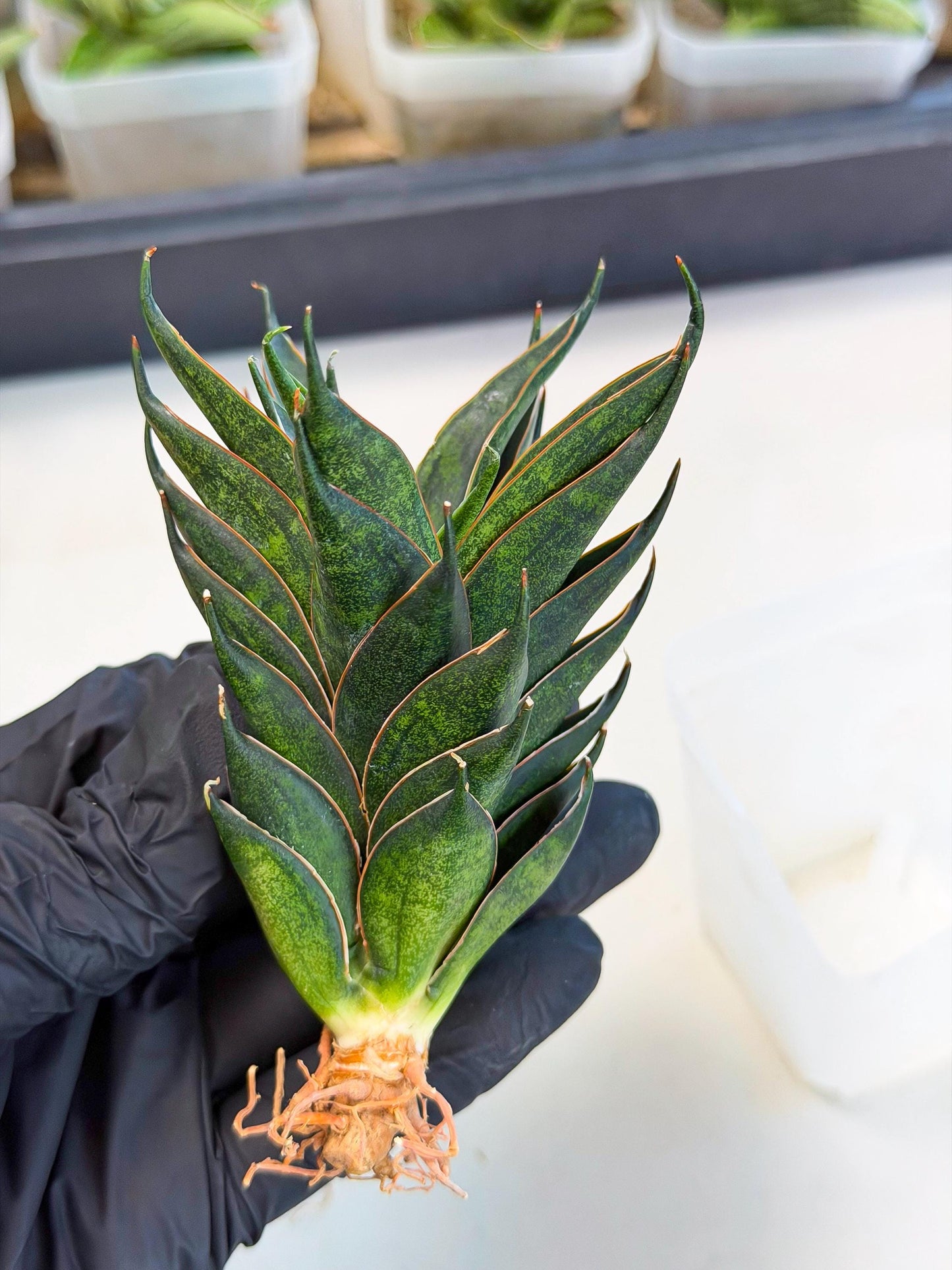 Sansevieria Black Ant (ca5) (3) | Dwarf Hybrid
