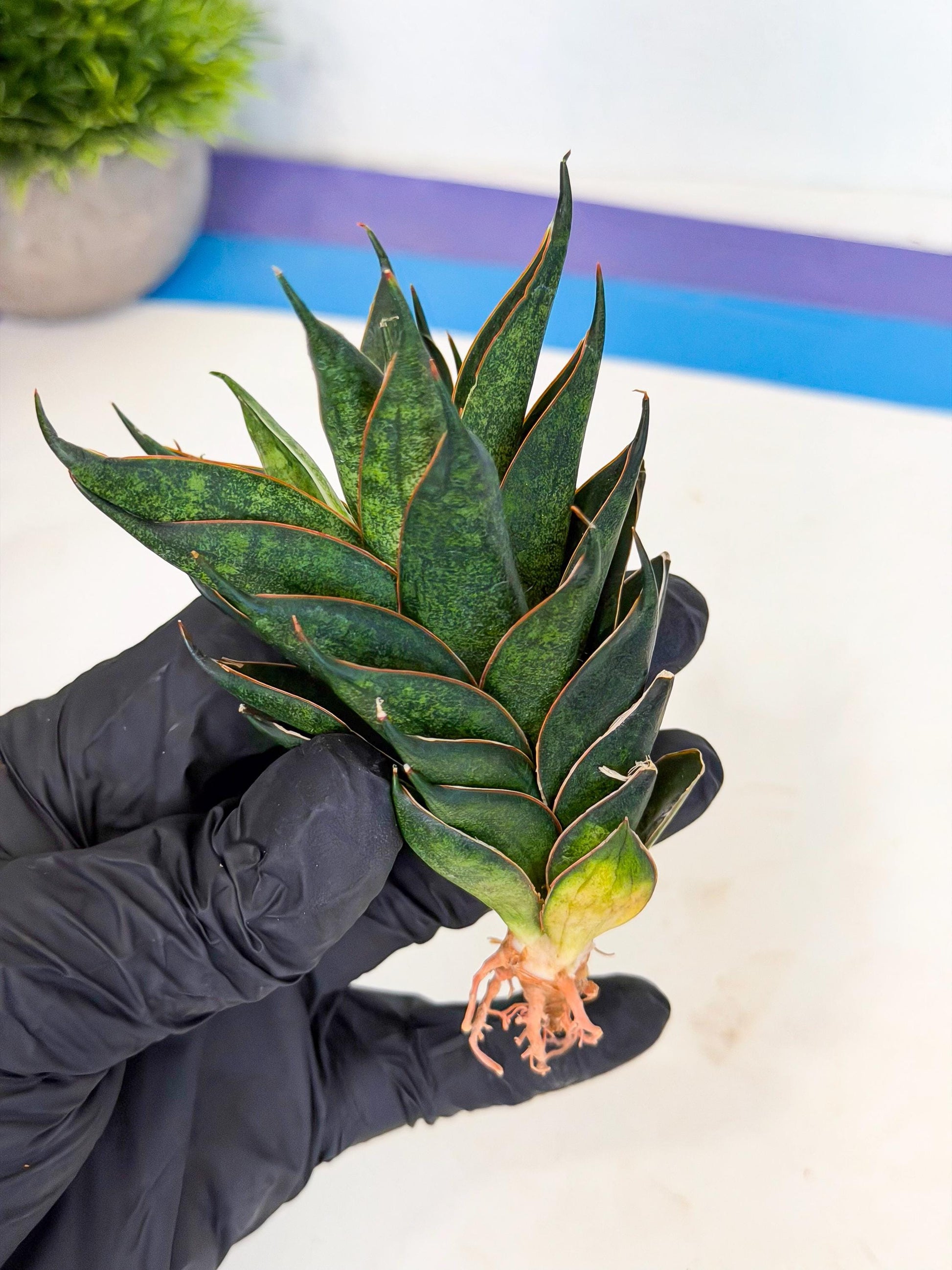 Sansevieria Black Ant (ca5) (3) | Dwarf Hybrid