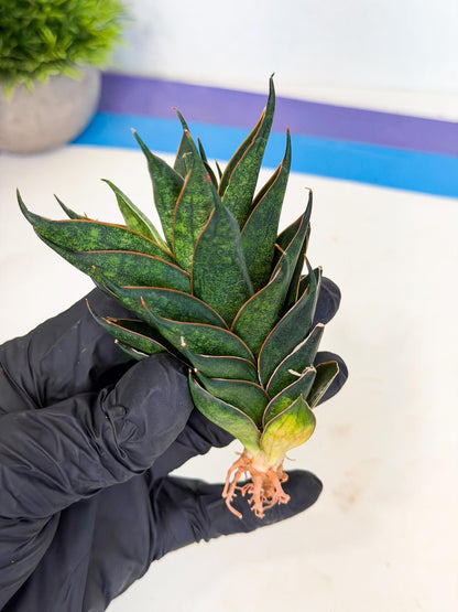 Sansevieria Black Ant (ca5) (3) | Dwarf Hybrid