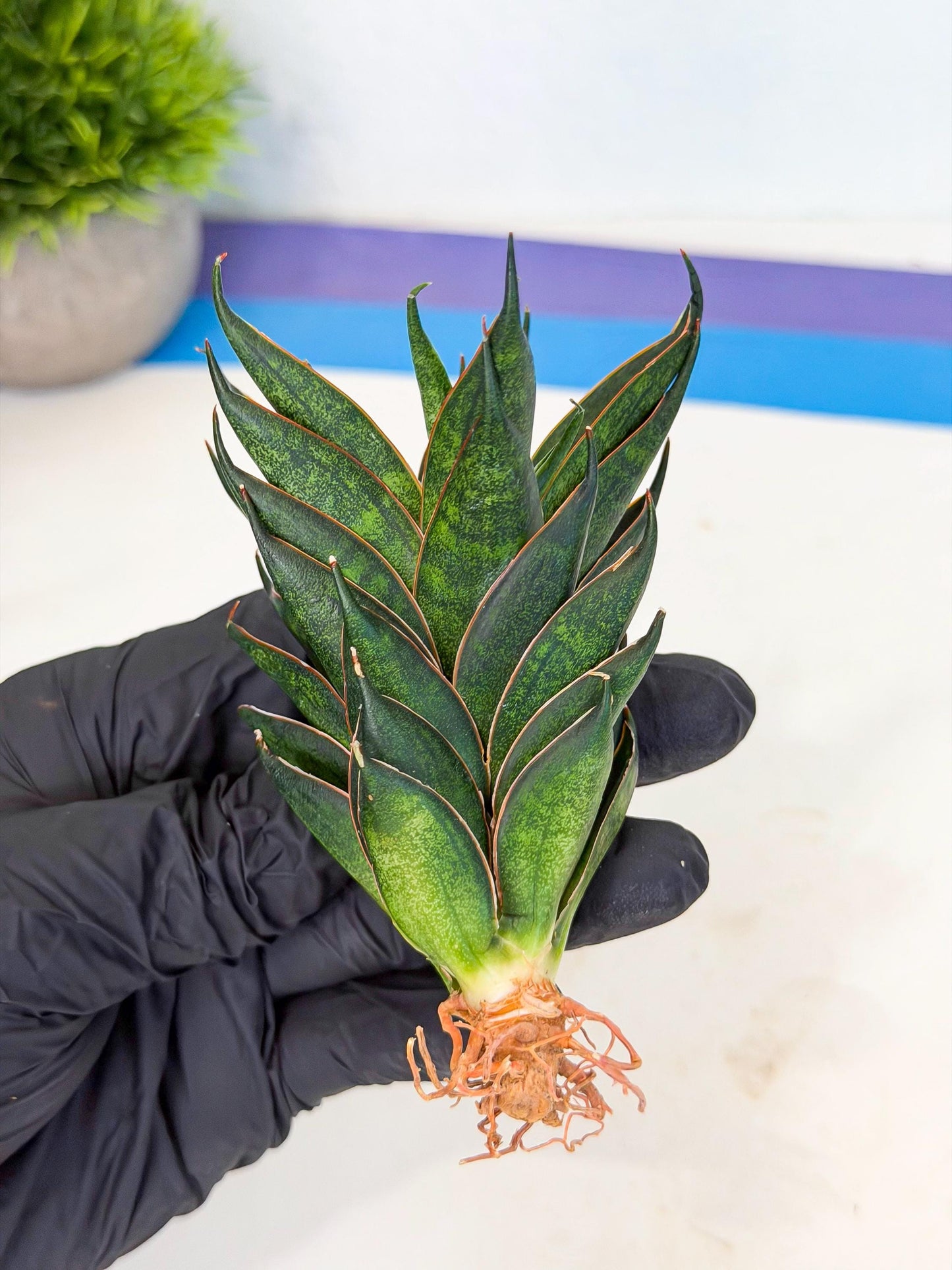 Sansevieria Black Ant (ca5) (3) | Dwarf Hybrid