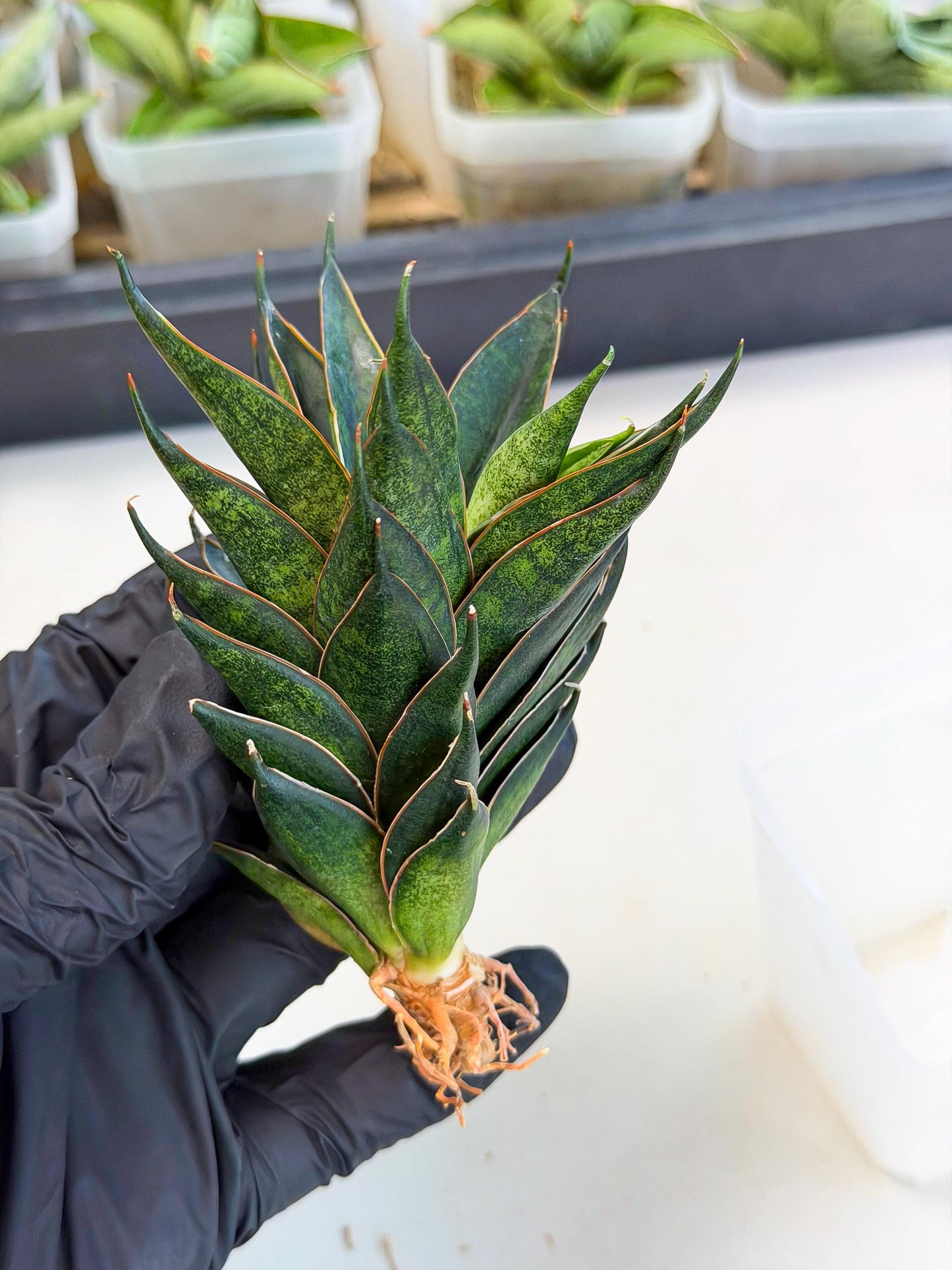Sansevieria Black Ant (ca5) (3) | Dwarf Hybrid