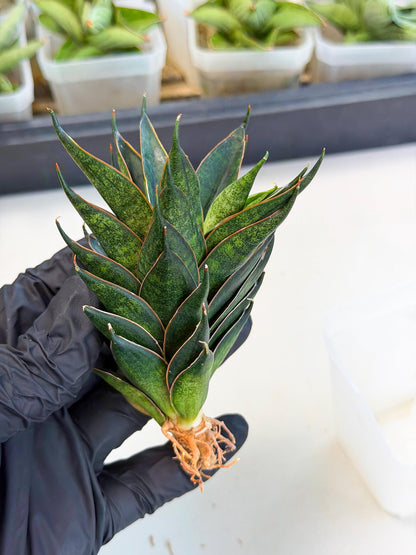 Sansevieria Black Ant (ca5) (3) | Dwarf Hybrid