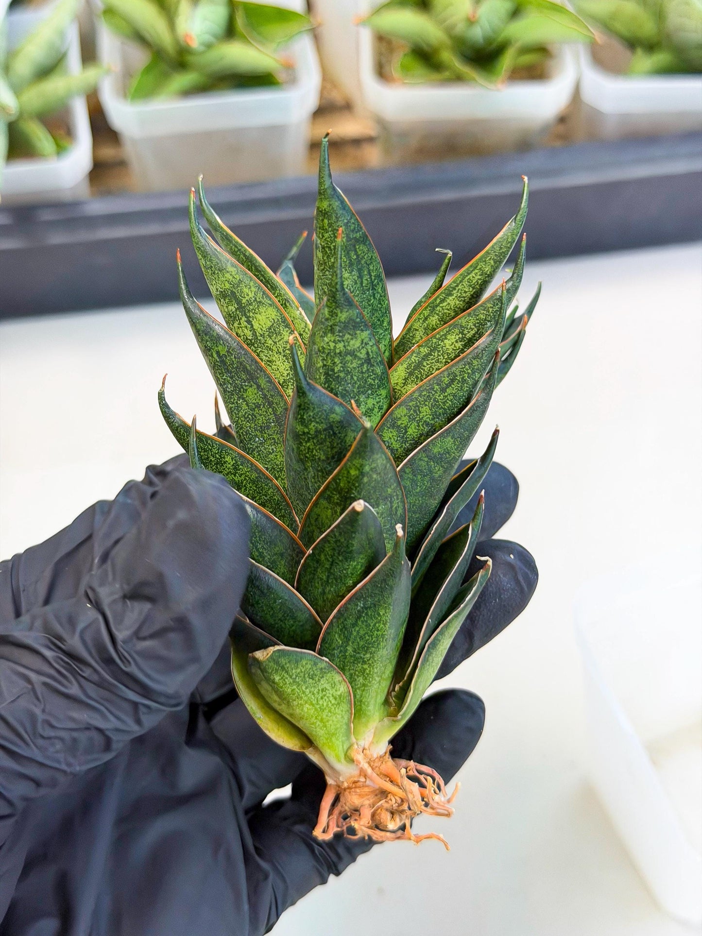 Sansevieria Black Ant (ca5) (3) | Dwarf Hybrid
