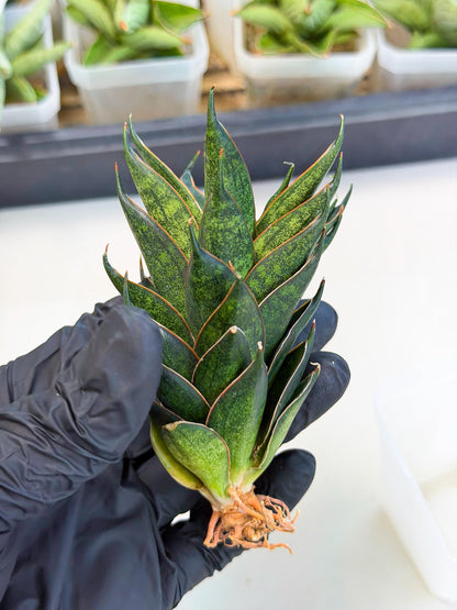 Sansevieria Black Ant (ca5) (3) | Dwarf Hybrid