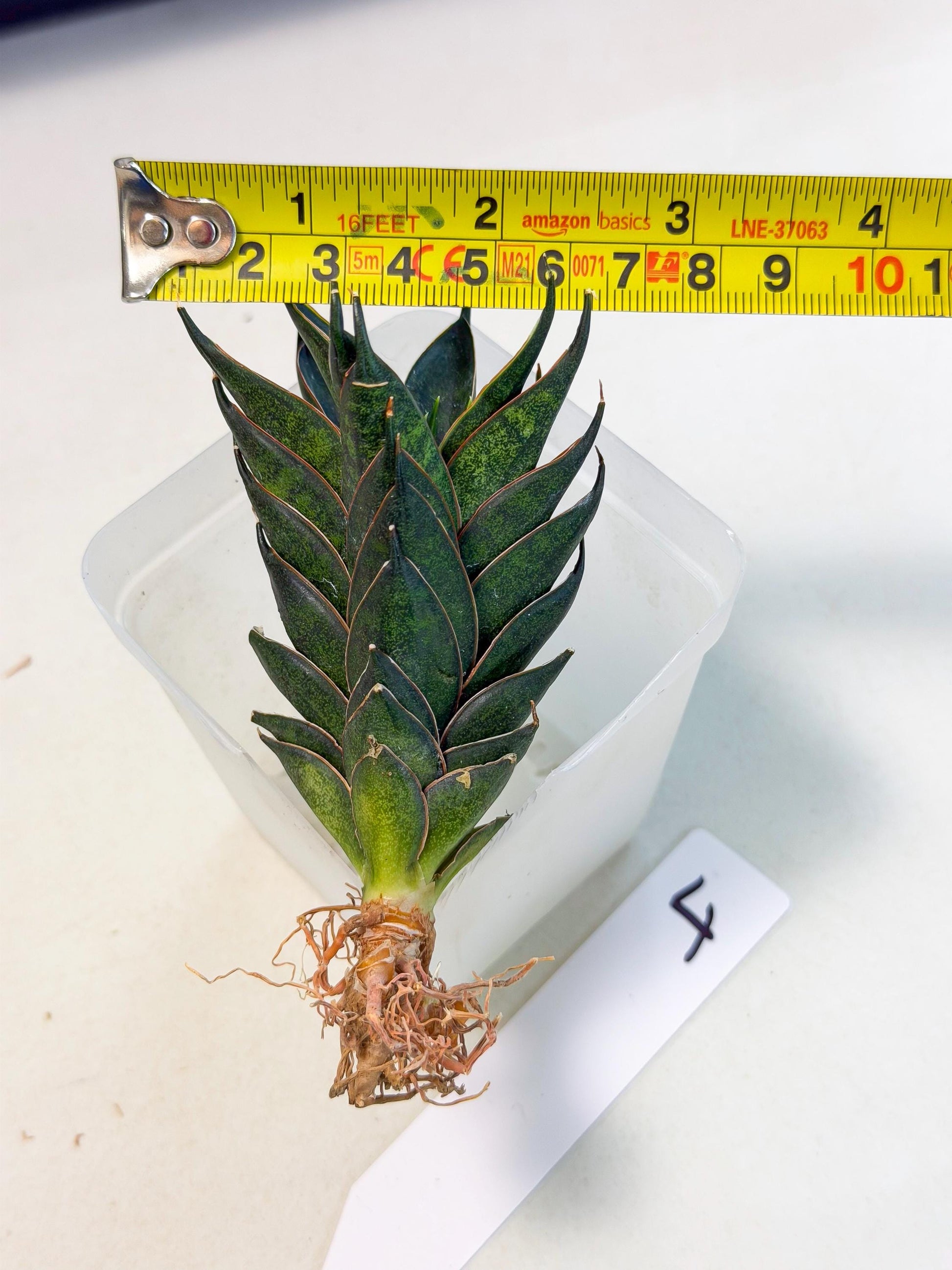Sansevieria Black Ant (ca5) (4) | Dwarf Hybrid