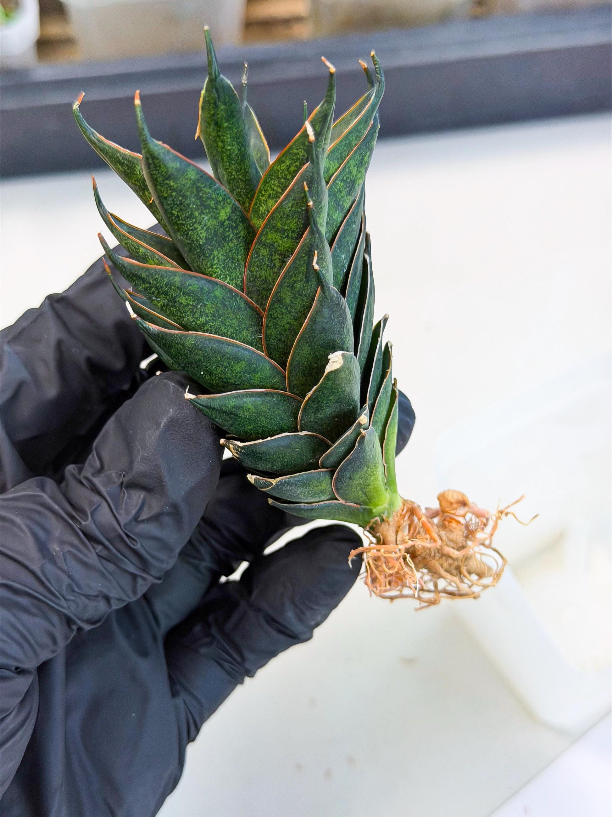 Sansevieria Black Ant (ca5) (4) | Dwarf Hybrid
