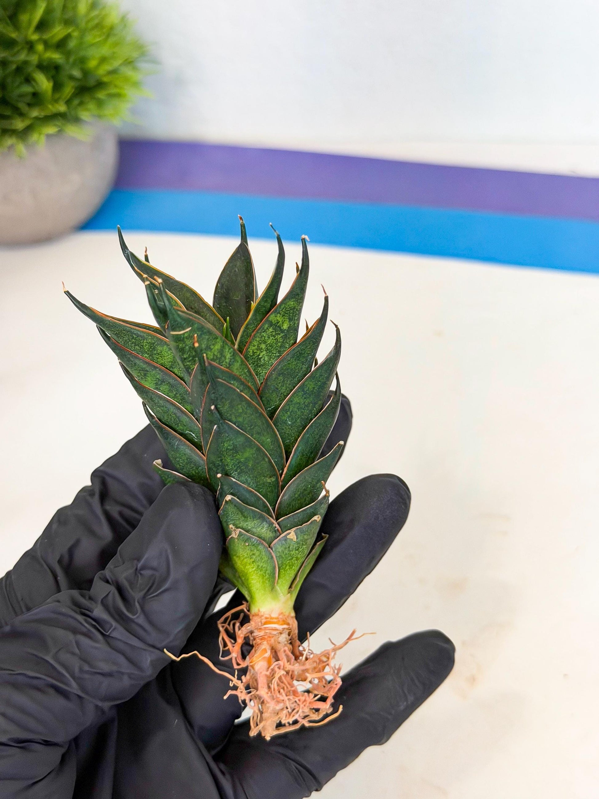 Sansevieria Black Ant (ca5) (4) | Dwarf Hybrid