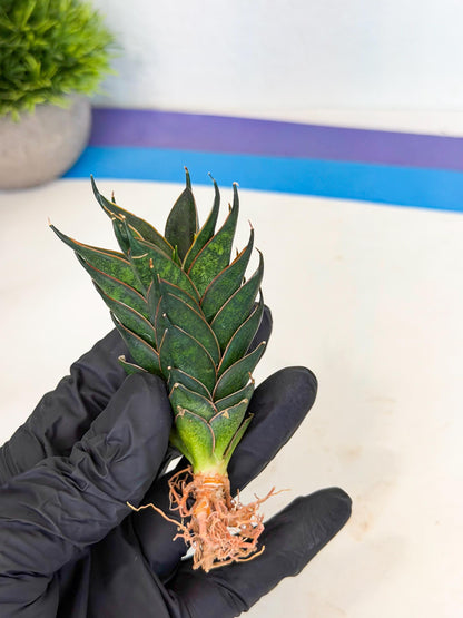 Sansevieria Black Ant (ca5) (4) | Dwarf Hybrid