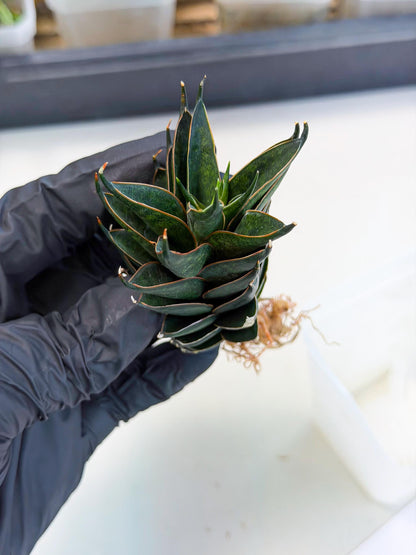 Sansevieria Black Ant (ca5) (4) | Dwarf Hybrid