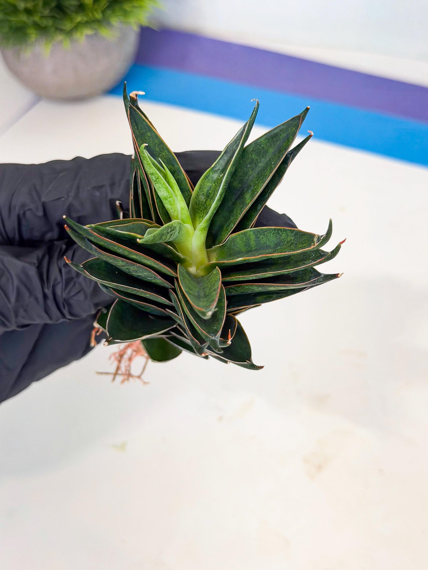 Sansevieria Black Ant (ca5) (5) | Dwarf Hybrid