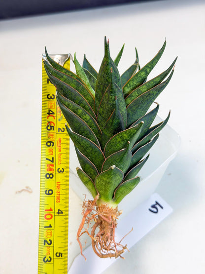 Sansevieria Black Ant (ca5) (5) | Dwarf Hybrid