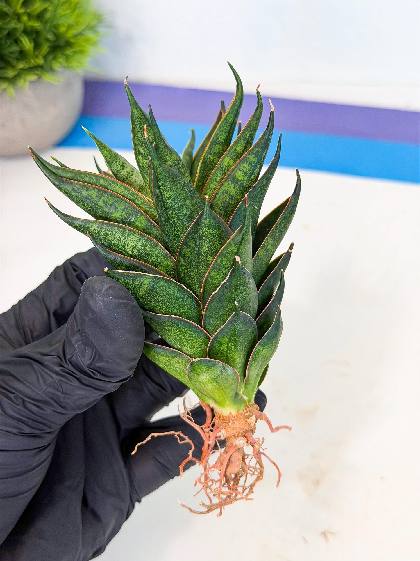 Sansevieria Black Ant (ca5) (5) | Dwarf Hybrid