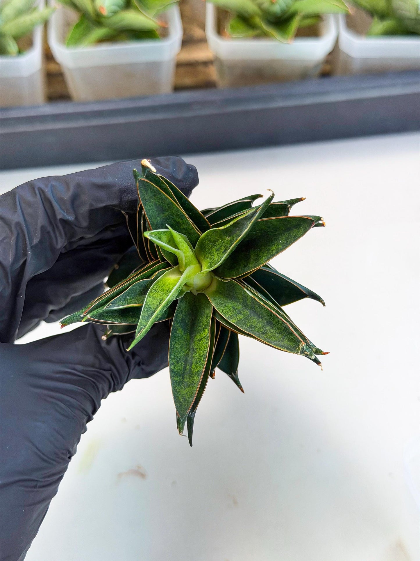 Sansevieria Black Ant (ca5) (5) | Dwarf Hybrid