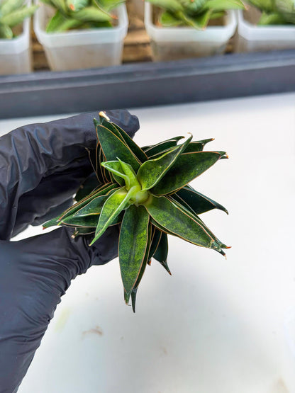 Sansevieria Black Ant (ca5) (5) | Dwarf Hybrid