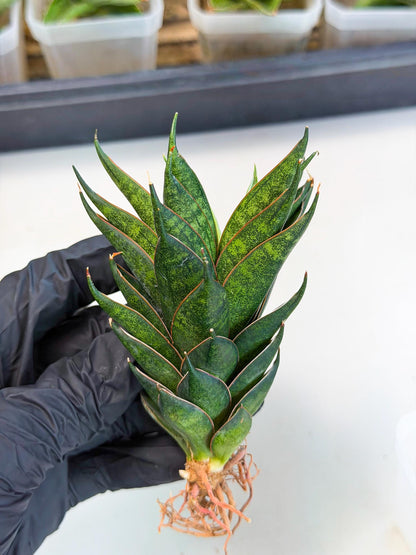 Sansevieria Black Ant (ca5) (5) | Dwarf Hybrid