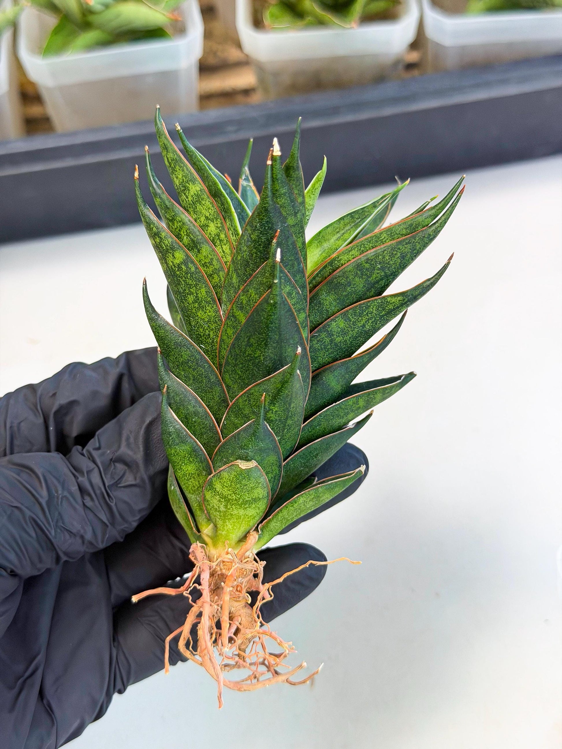Sansevieria Black Ant (ca5) (5) | Dwarf Hybrid