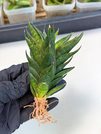 Sansevieria Black Ant (ca5) (5) | Dwarf Hybrid