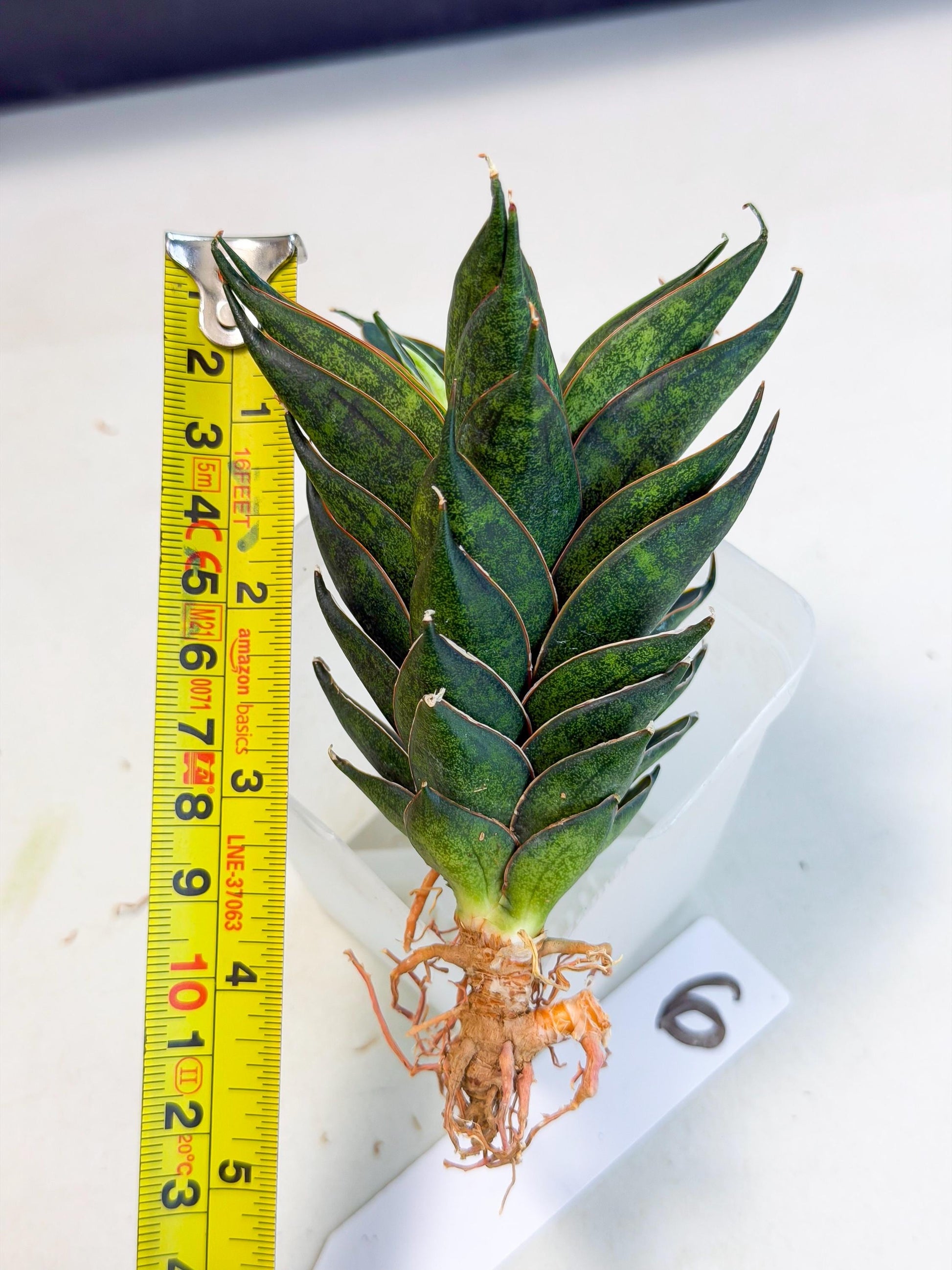 Sansevieria Black Ant (ca5) (6) | Dwarf Hybrid