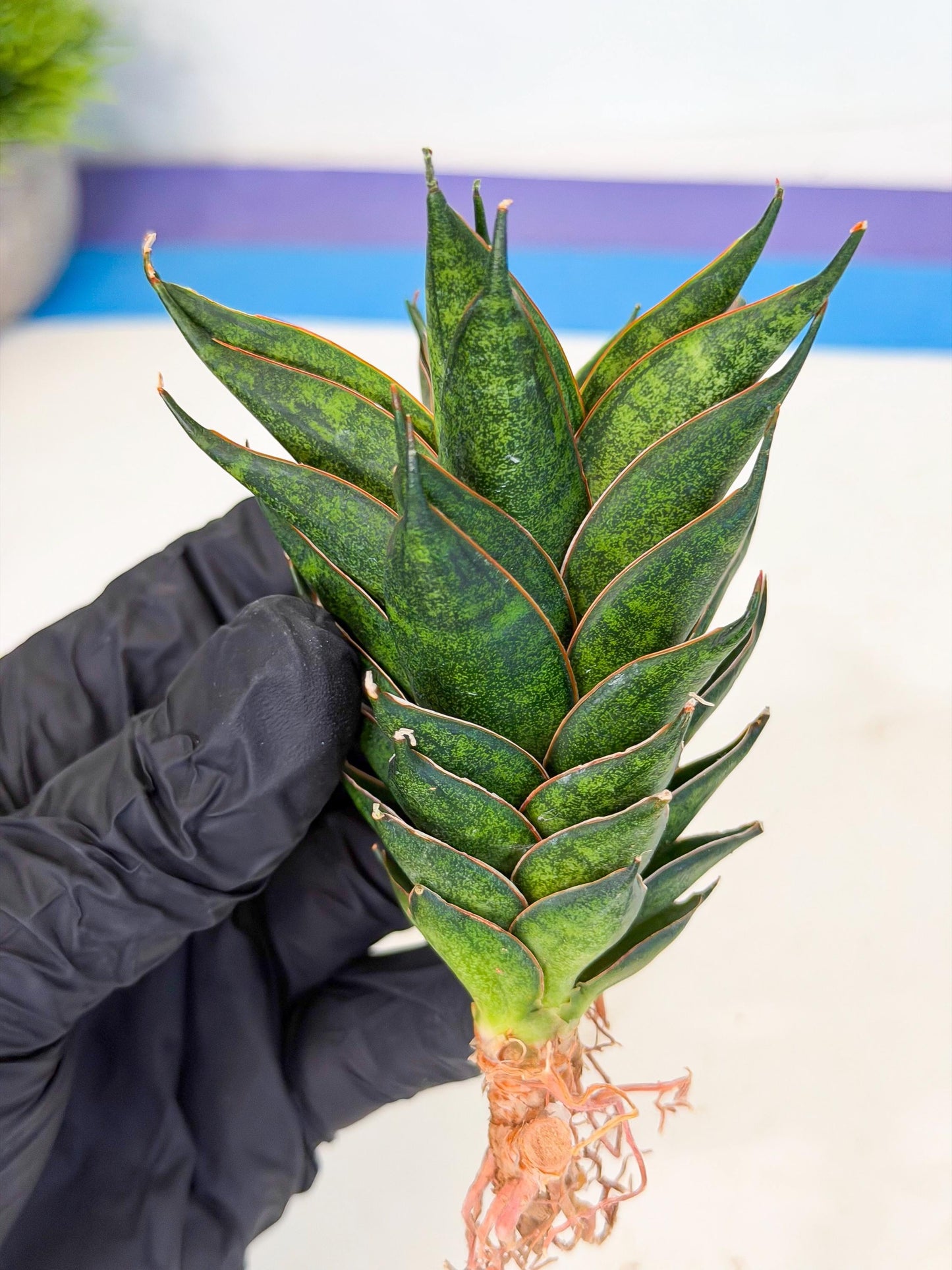 Sansevieria Black Ant (ca5) (6) | Dwarf Hybrid