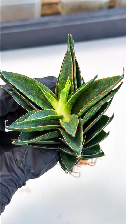 Sansevieria Black Ant (ca5) (6) | Dwarf Hybrid