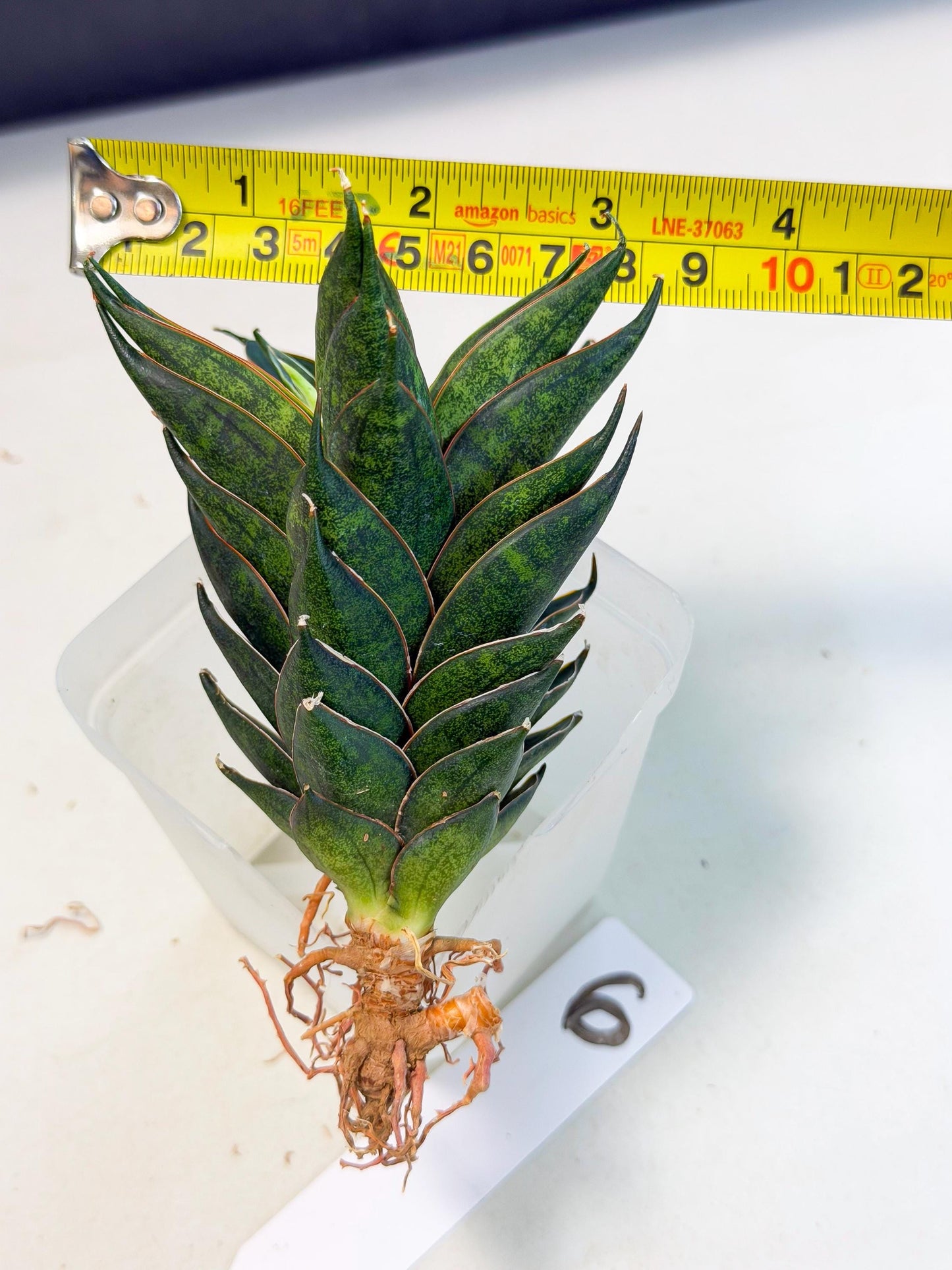 Sansevieria Black Ant (ca5) (6) | Dwarf Hybrid
